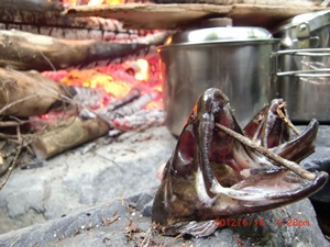 イワナの塩焼き　焚き火の画像